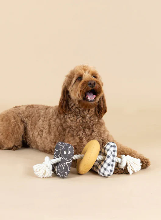 Curly brown dog lying on a neutral backdrop with a rope-and-canvas dog toy featuring patterned fabric ends and a yellow center ring placed in front of its paws.