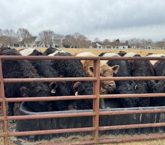Close-up of a black Belted Galloway cow standing beside a green metal fence, chewing hay in a grassy paddock with plants and a speckled chicken visible nearby.