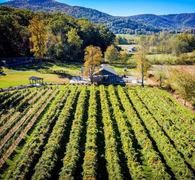 Aerial view of a vineyard with neatly aligned rows of grapevines leading toward a small farm building, surrounded by autumn trees and rolling hills under a clear blue sky.