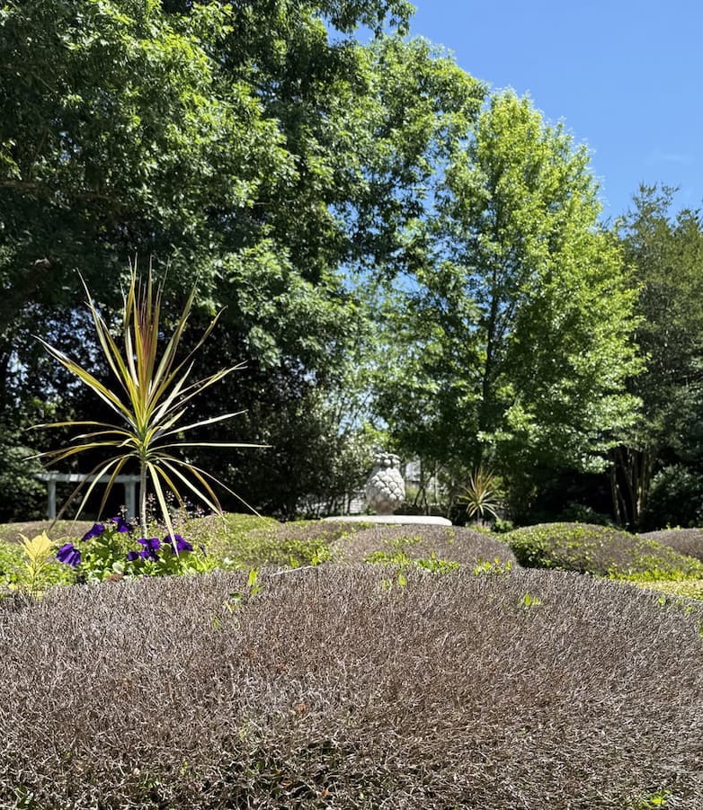 Low, sculpted hedges create a textured foreground in a sunlit garden, accented by a spiky ornamental plant and small purple flowers, with tall leafy trees and a clear blue sky in the background.
