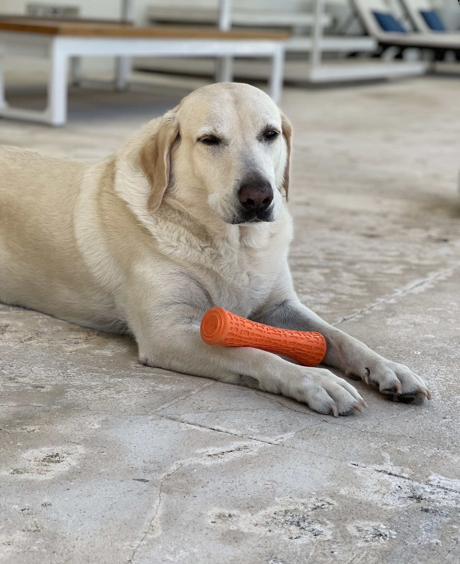 A light-colored Labrador retriever lying on a stone floor with an orange chew toy between its front paws.