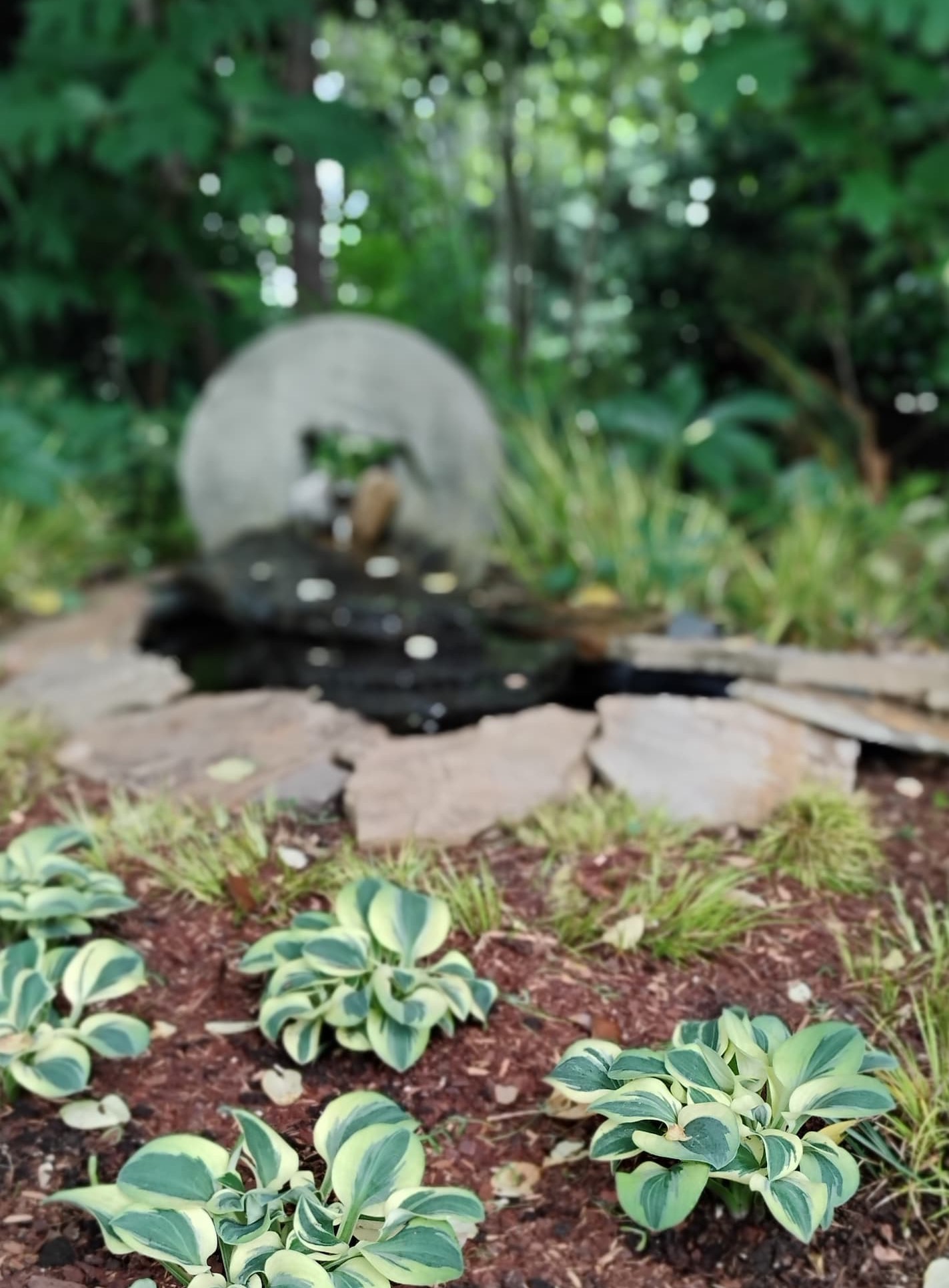 Variegated hostas planted in a shaded garden bed in the foreground, with a softly blurred stone water feature and surrounding greenery in the background.