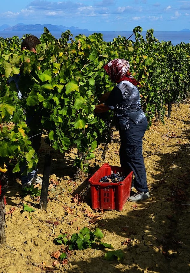People harvesting grapes in a sunlit vineyard overlooking the sea. Fearrington Village.