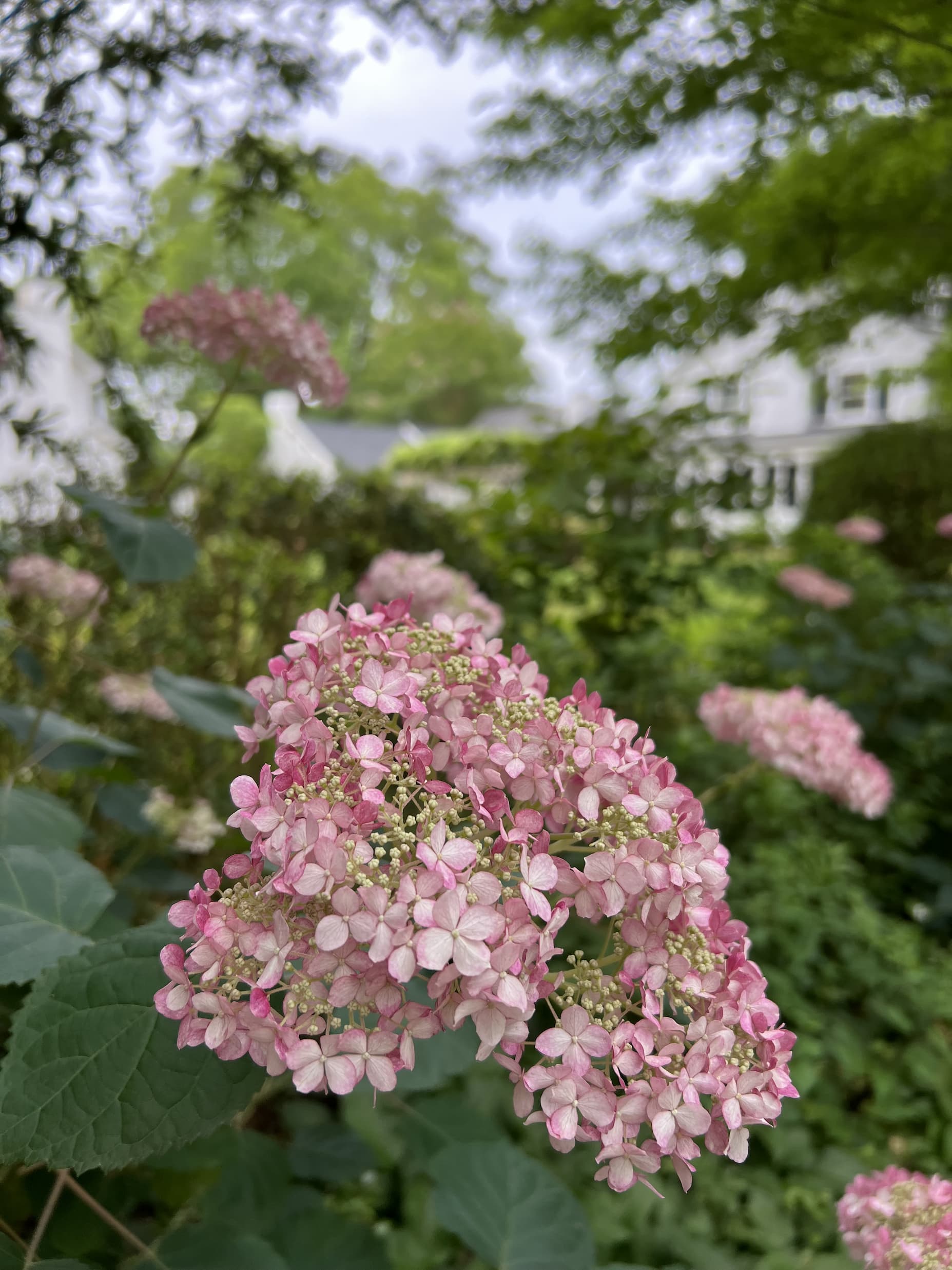 Close-up of a blush-pink panicle hydrangea bloom in a lush garden setting. Hundreds of delicate four-petaled florets form a softly rounded flower cluster, with shades ranging from pale pink to deeper rose. The foreground bloom is sharply focused against a dreamy background of greenery, additional hydrangea blossoms, and a white cottage-style building partially visible through the trees.