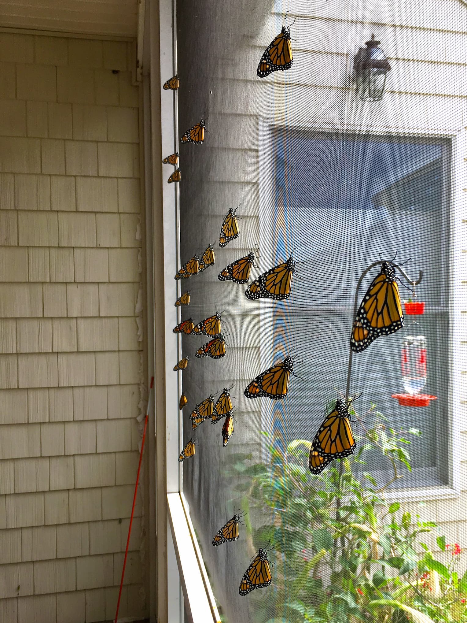 Monarch butterflies resting on a screened porch during their migration through Fearrington Village.
