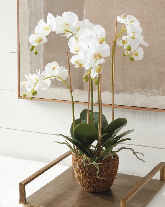 White phalaenopsis orchid in a natural moss planter displayed on a wood and brass tray, Fearrington Village.