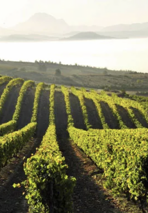 Sunlit rows of grapevines stretch across rolling hills toward a shimmering lake and hazy mountain silhouettes in the distance. The golden light and sweeping landscape capture the serenity and beauty of wine country.