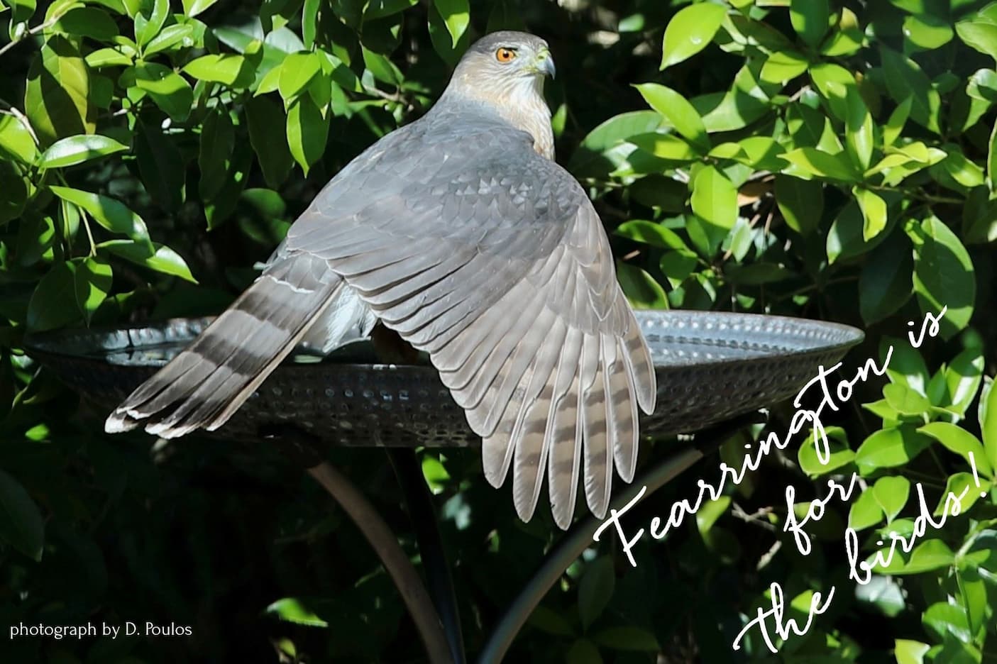 A hawk spreads its wings while perched on a birdbath, surrounded by dense green foliage, with sunlight highlighting its gray feathers and sharp gaze.