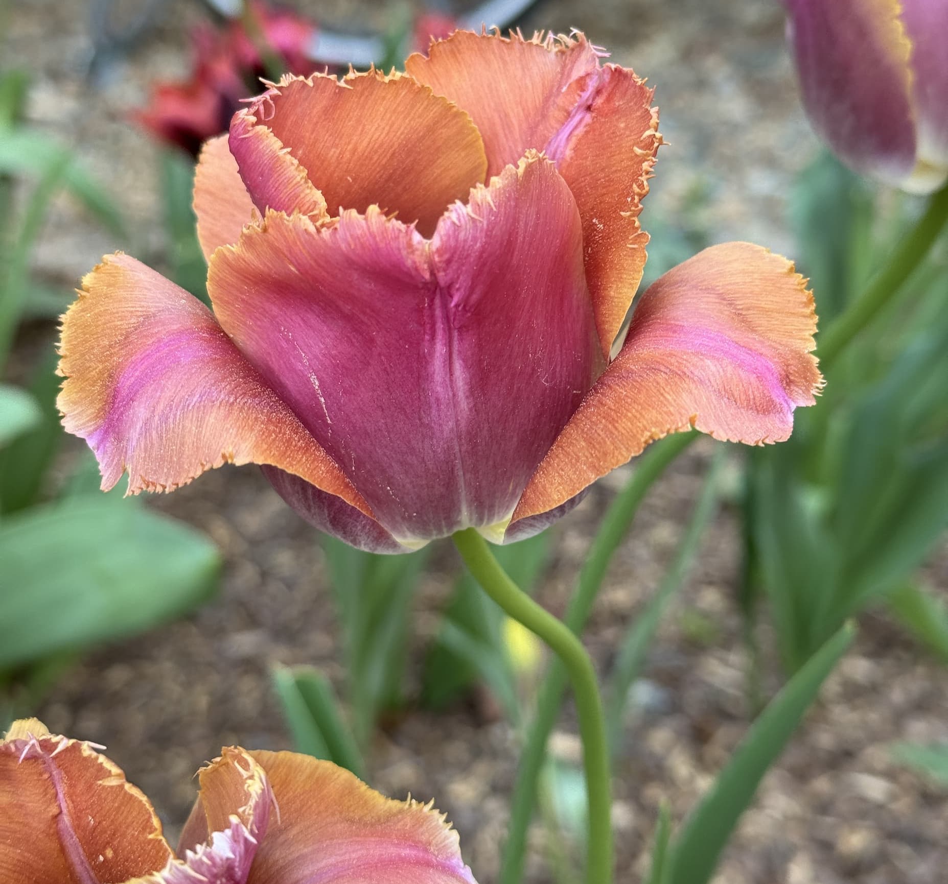 Close-up of a fringed tulip with ruffled petals in shades of plum and apricot, blooming in a garden bed.