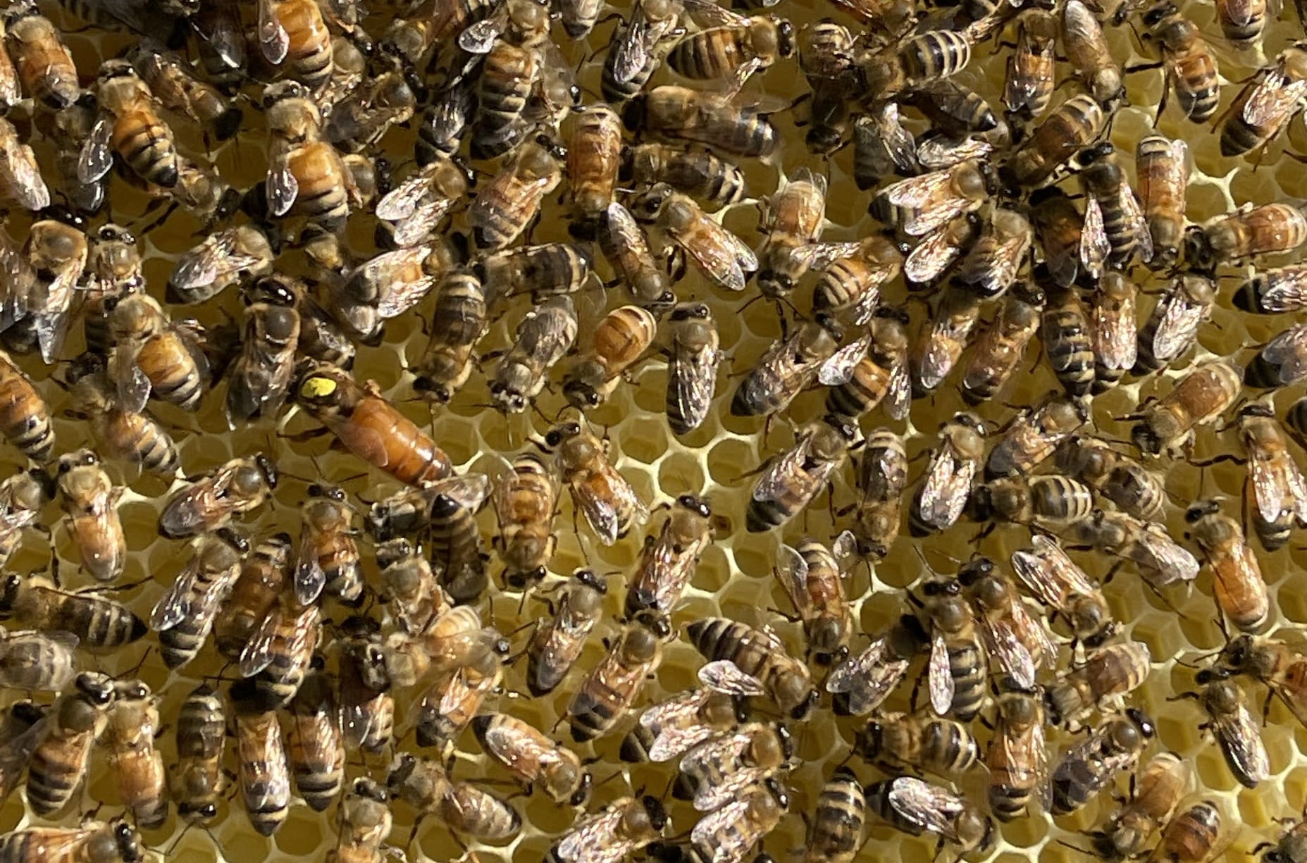 Close-up of honeybees tending the queen on a honeycomb frame, Fearrington Village.