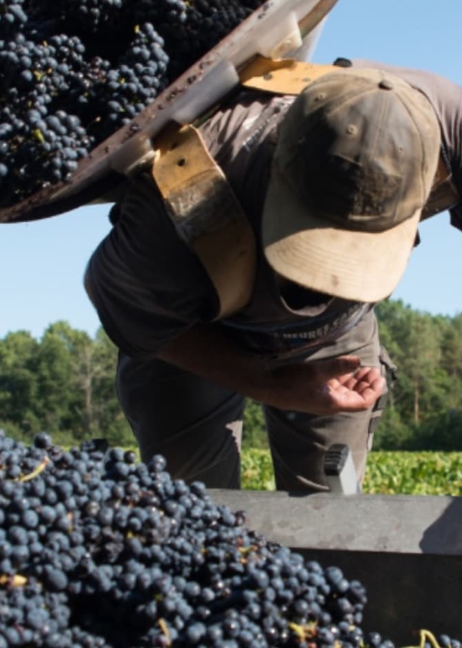 A vineyard worker bends forward while harvesting grapes, wearing a cap and carrying a large basket strapped to their shoulders. Clusters of dark purple grapes fill the foreground and basket, with green vines and trees visible under a clear blue sky.