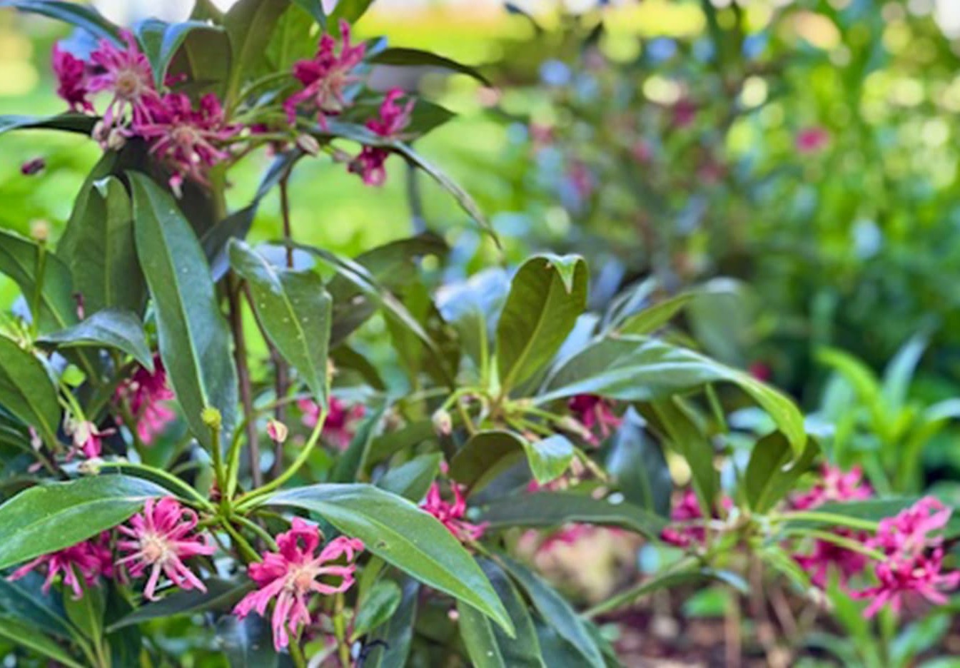 Shrub with glossy, narrow green leaves and clusters of spidery pink flowers with ribbon-like petals, set against a softly blurred garden background.