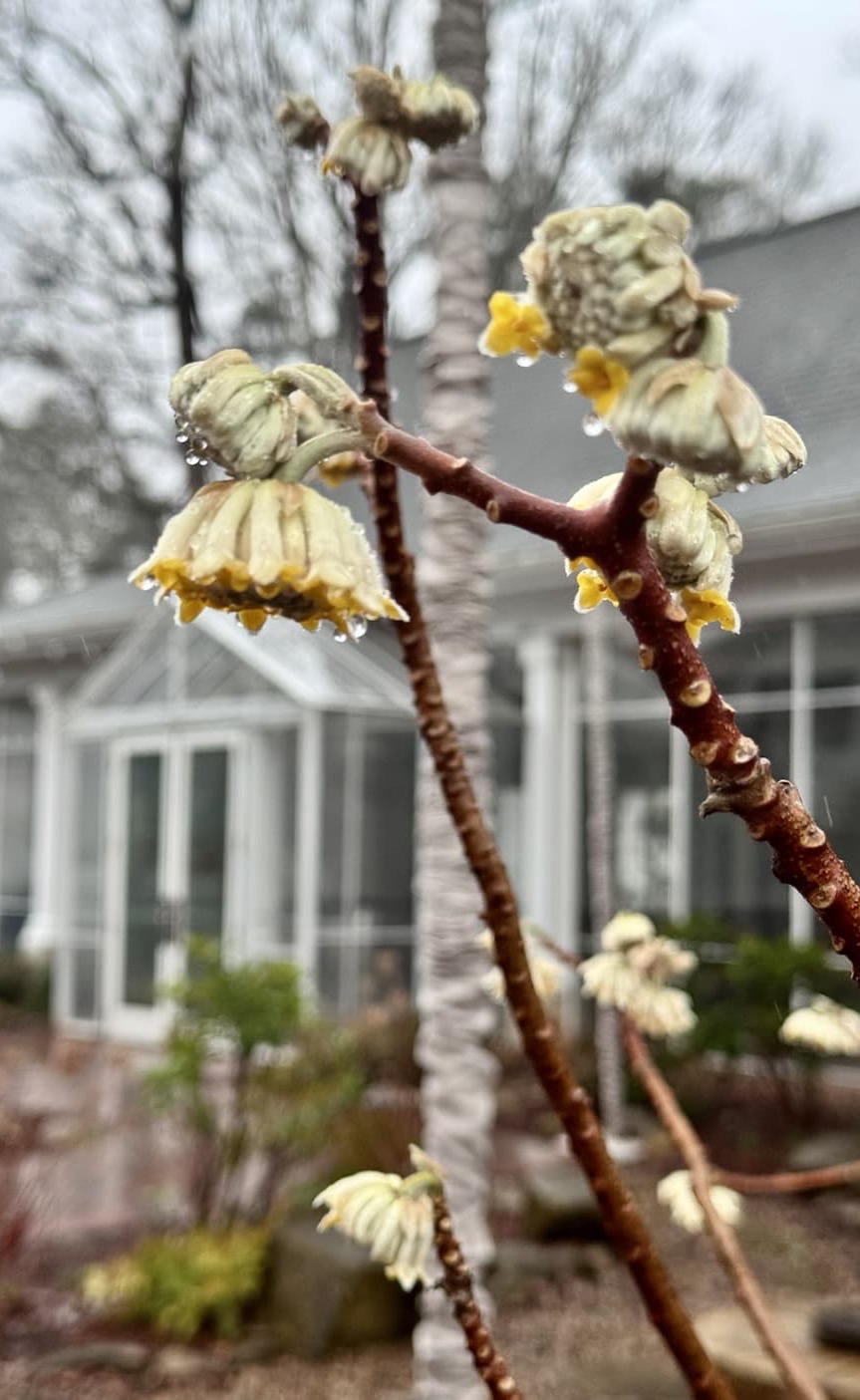 Close-up of pale yellow winter-blooming flowers with raindrops on bare branches, with a house softly blurred in the background.