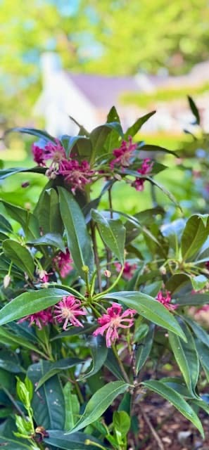 Pink loropetalum blossoms with thin, fringed petals among glossy green leaves, with a softly blurred house and garden in the background.