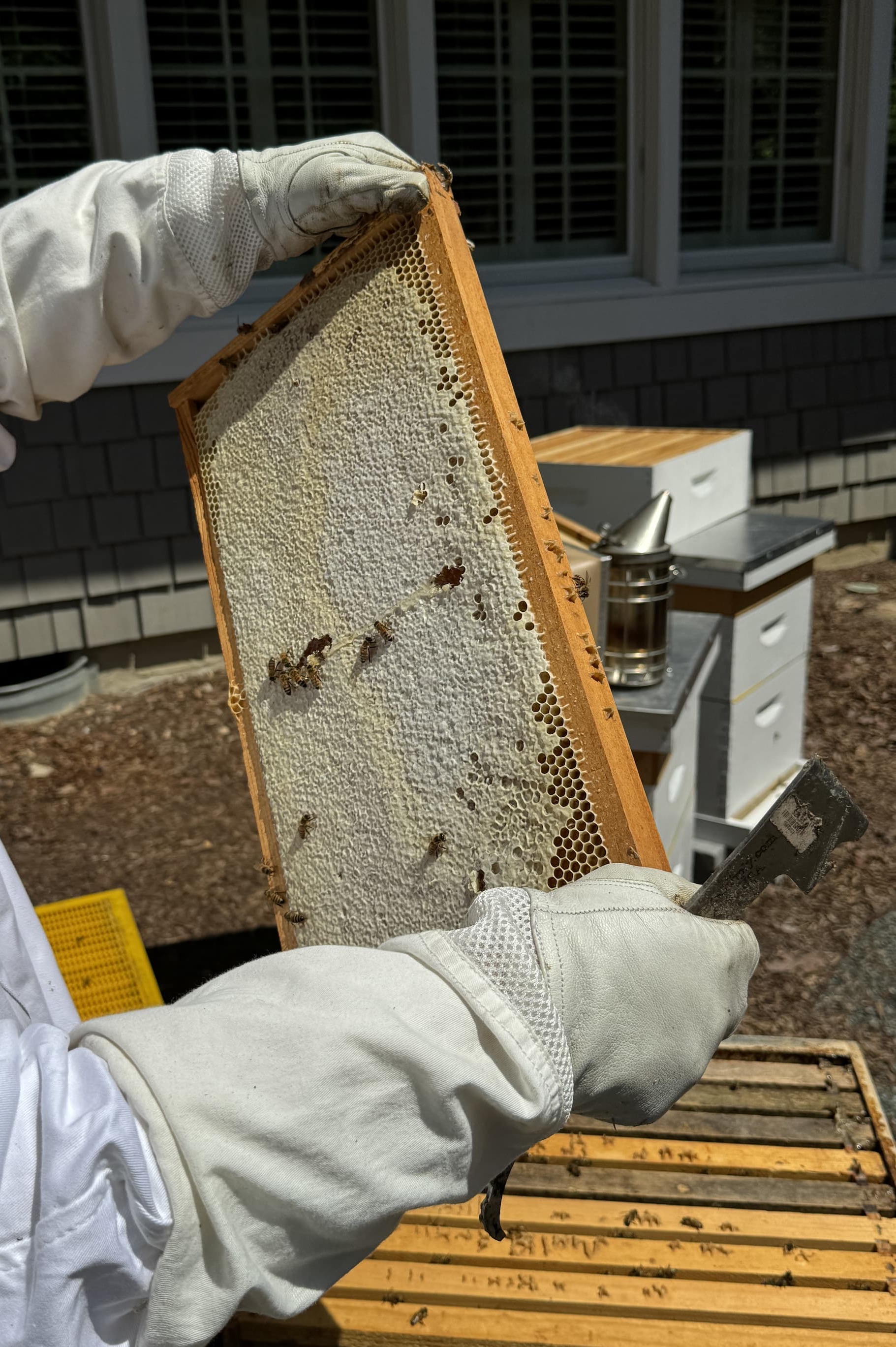 Beekeeper inspecting a frame of capped honey ready for harvest, Fearrington Village.