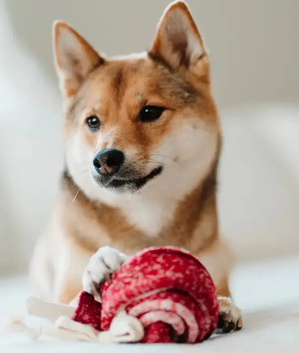 Shiba Inu dog sitting indoors, holding a red textured toy with its paws, looking slightly to the side with a calm, alert expression.