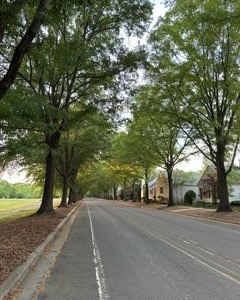 A quiet, tree-lined road stretches into the distance, flanked by tall leafy trees and a few houses, creating a peaceful, shaded neighborhood scene.