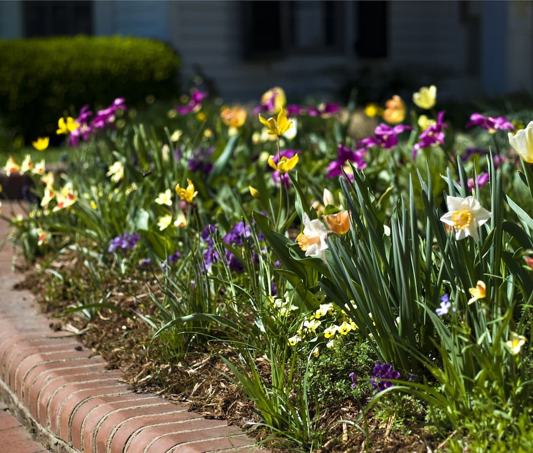 Colorful spring flowers, including daffodils and tulips, blooming along a curved brick garden border in bright sunlight.
