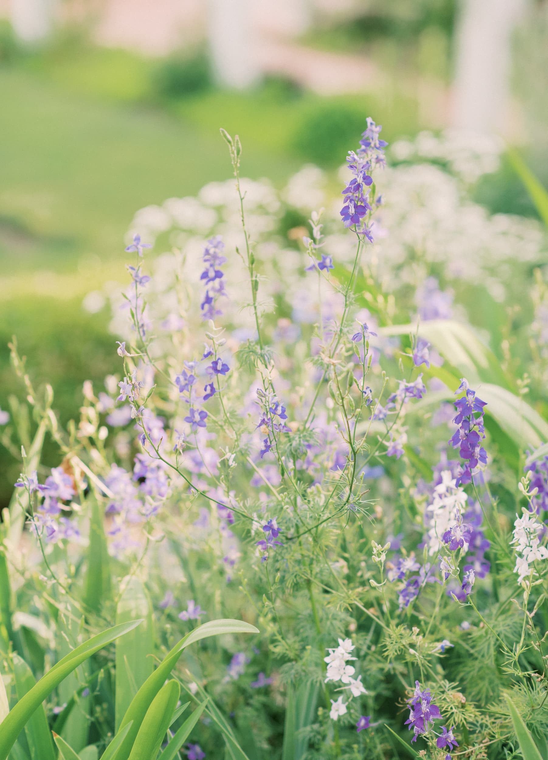 Soft-focus garden scene with delicate purple and white wildflowers rising among green foliage. Sunlight creates a hazy, dreamy glow, with blurred greenery and pale structures in the background.