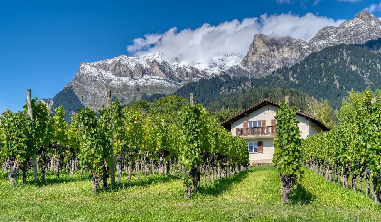 Vineyard with mountain views and a countryside estate beneath snow-capped peaks. Fearrington Village.