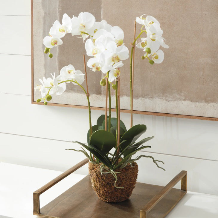 Graceful white phalaenopsis orchids in a natural moss-wrapped planter rest on a modern metal tray, creating a clean, sculptural focal point against a neutral wall with contemporary artwork.