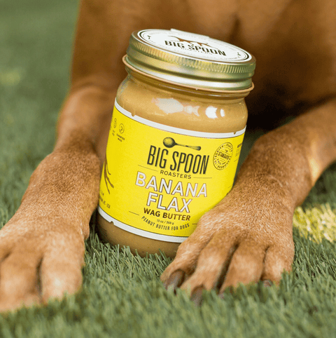 A jar of Big Spoon Roasters Banana Flax Wag Butter sits between a dog’s paws on green grass. Fearrington Village.