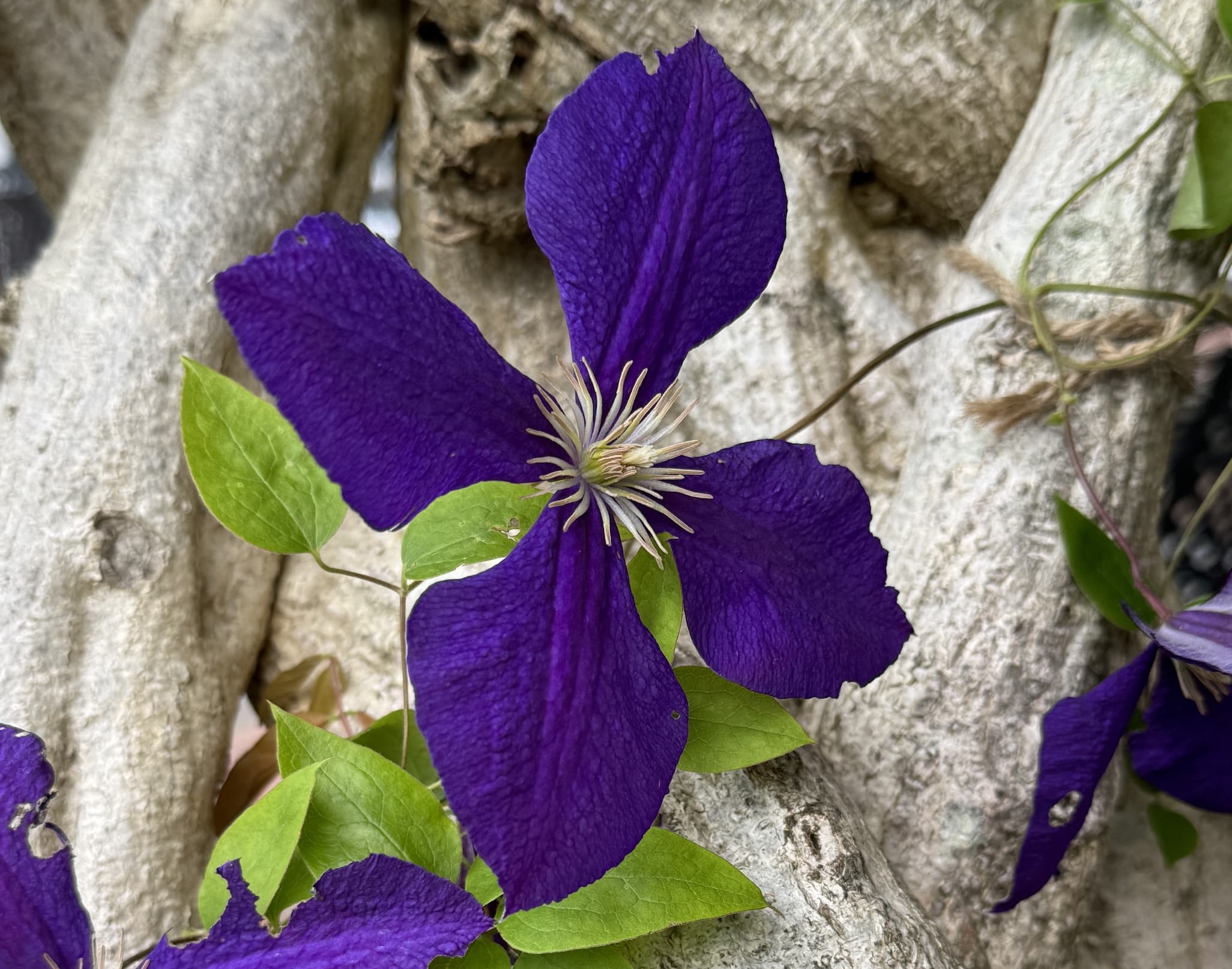 Close-up of a deep purple clematis flower with four broad petals and a pale, spiky center, growing against textured tree bark with bright green leaves.