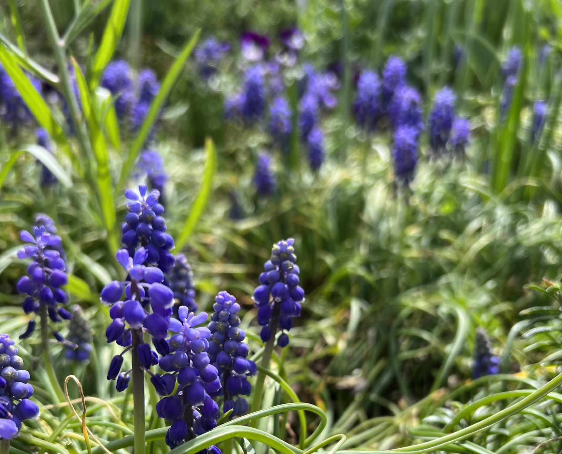 Close-up of purple grape hyacinth flowers rising from green grass, with more blooms softly blurred in the background.