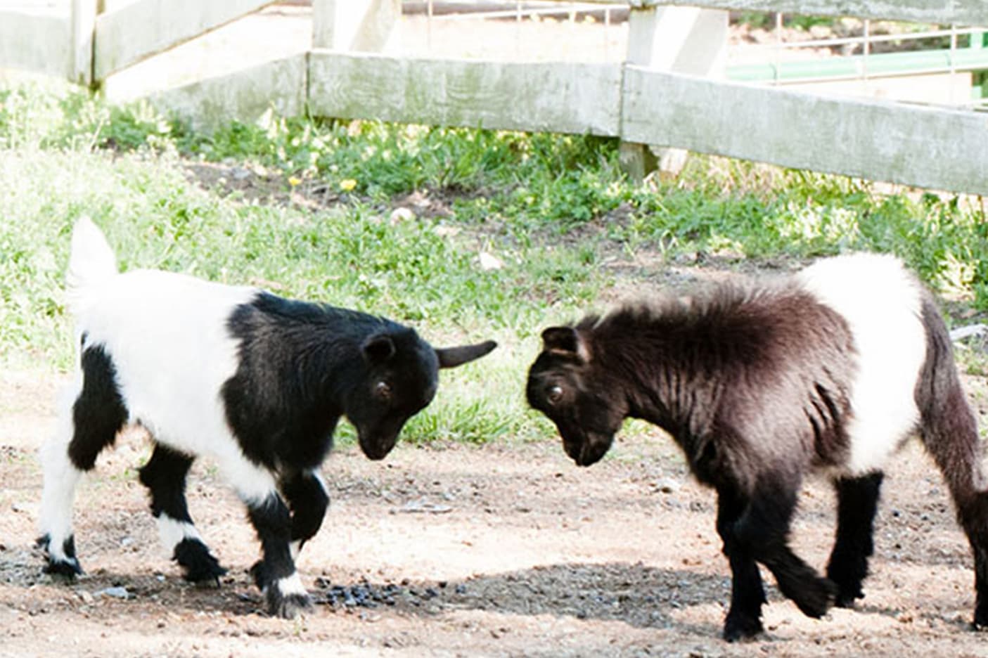 Two young black-and-white goats face each other on a dirt path, heads lowered as if playfully butting, with a wooden fence and grassy area behind them.