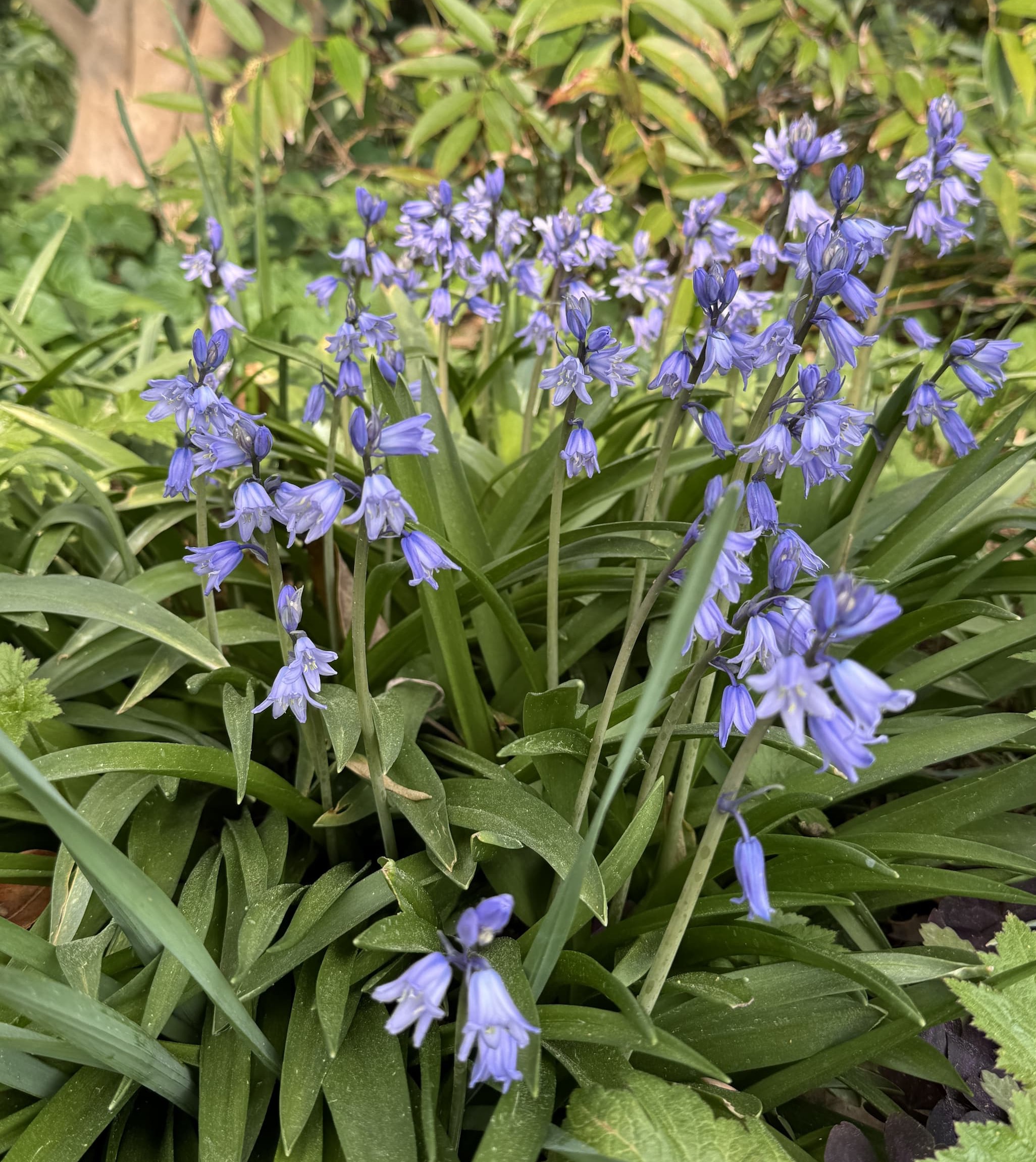 Cluster of delicate blue, bell-shaped flowers rising above long, strap-like green leaves in a shaded garden bed.