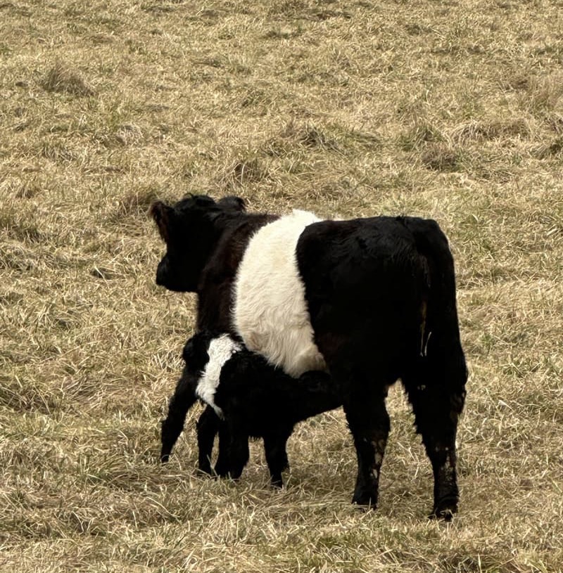 Black-and-white belted cow standing in a dry grass pasture while a small calf nurses underneath.