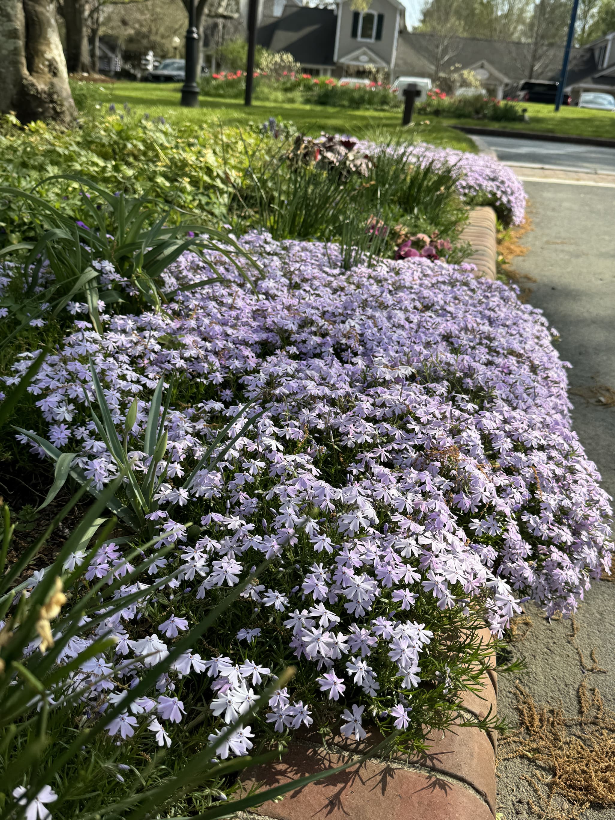 Low, spreading clusters of pale purple flowers lining a brick-edged garden bed along a sidewalk, with greenery, houses, and spring trees in the background.