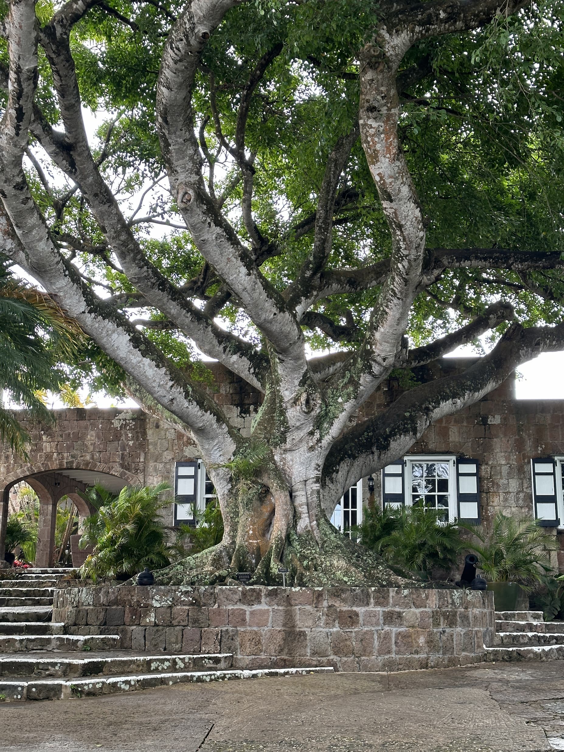 A massive, spreading tree with thick, twisting branches growing from a raised stone planter in front of a historic stone building.