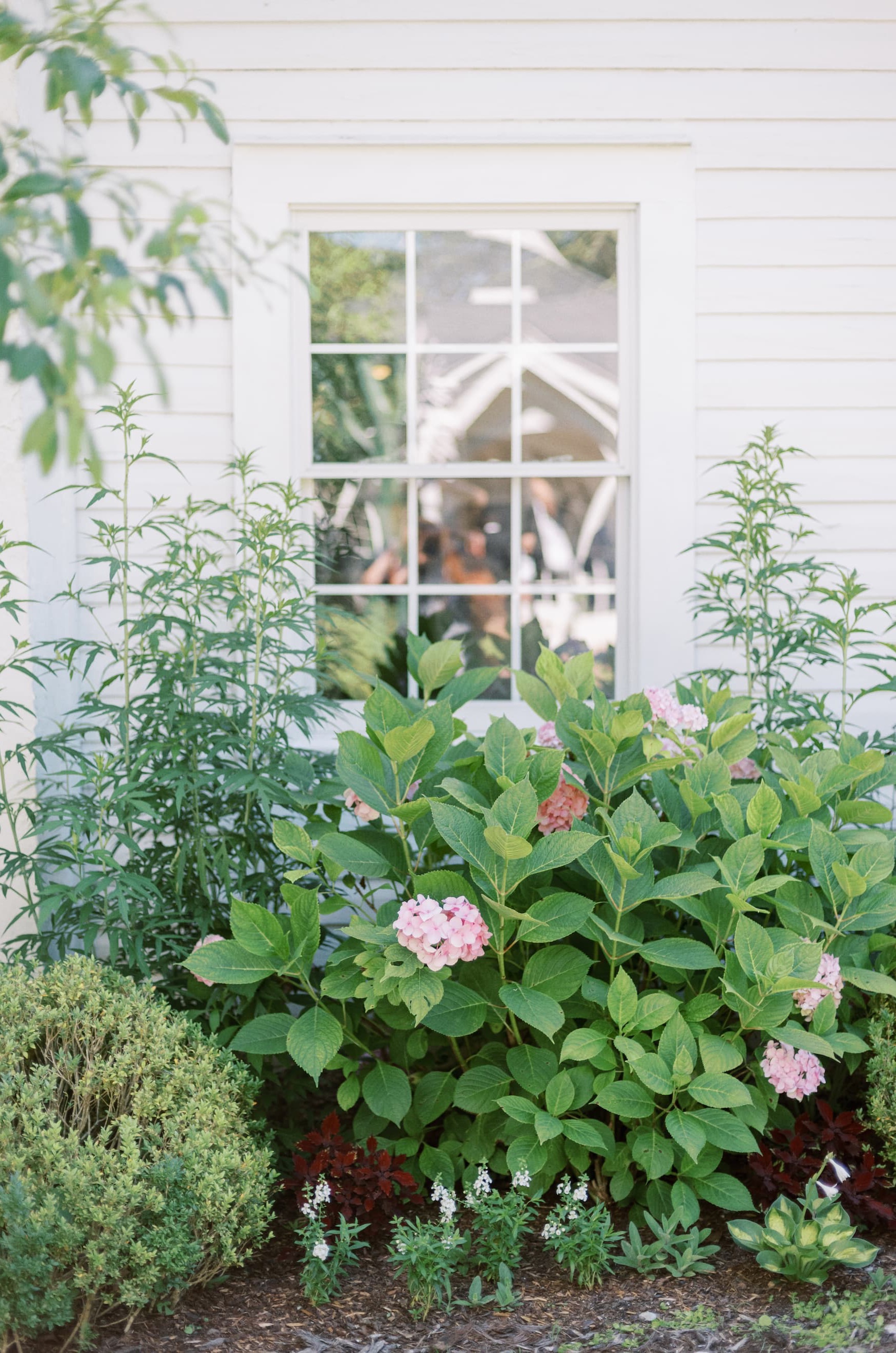 Cottage-style foundation garden planted beneath a white clapboard house window. Soft pink mophead hydrangeas bloom among lush green foliage, framed by clipped evergreen shrubs, flowering perennials, and layered textures. The window reflects trees and garden structures beyond, creating a serene, well-tended landscape with a classic Southern garden feel.