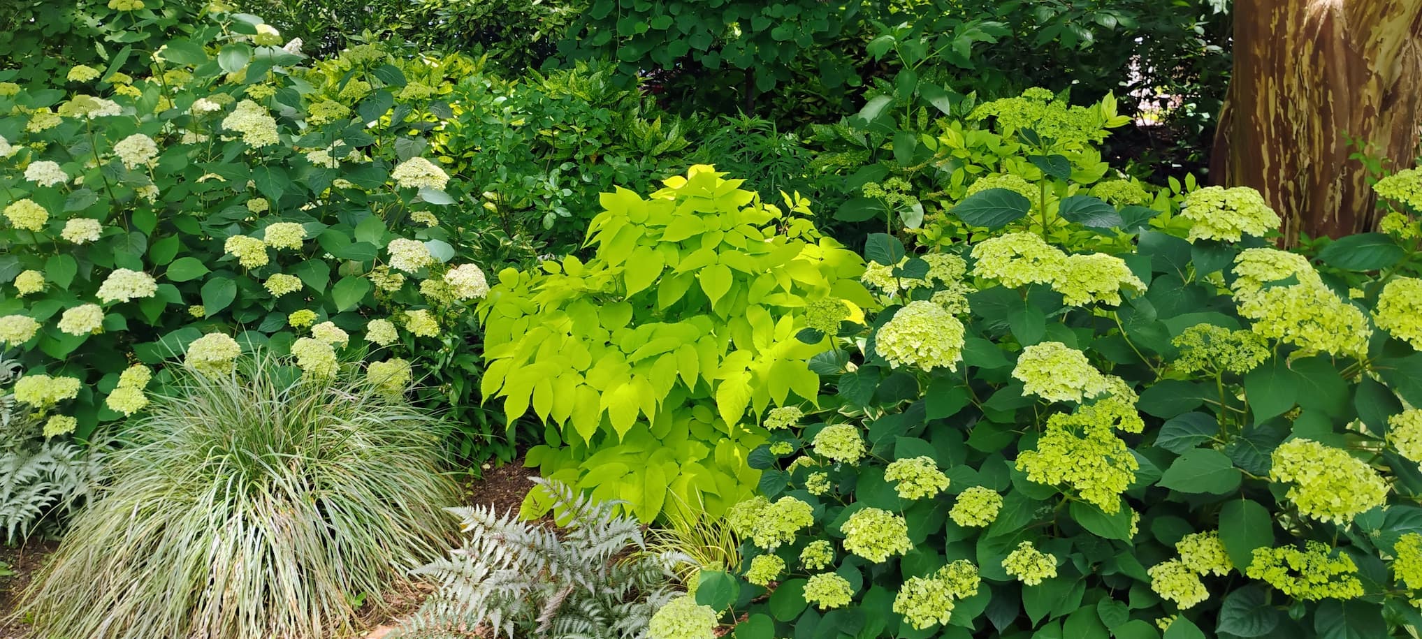 Lush summer garden bed filled with lime-green hydrangea blooms, ornamental grasses, and textured foliage. A vibrant chartreuse shrub stands at the center, surrounded by rounded hydrangea flower clusters in shades of pale green and cream. Layered greenery and dappled sunlight create a rich, woodland-garden effect.
