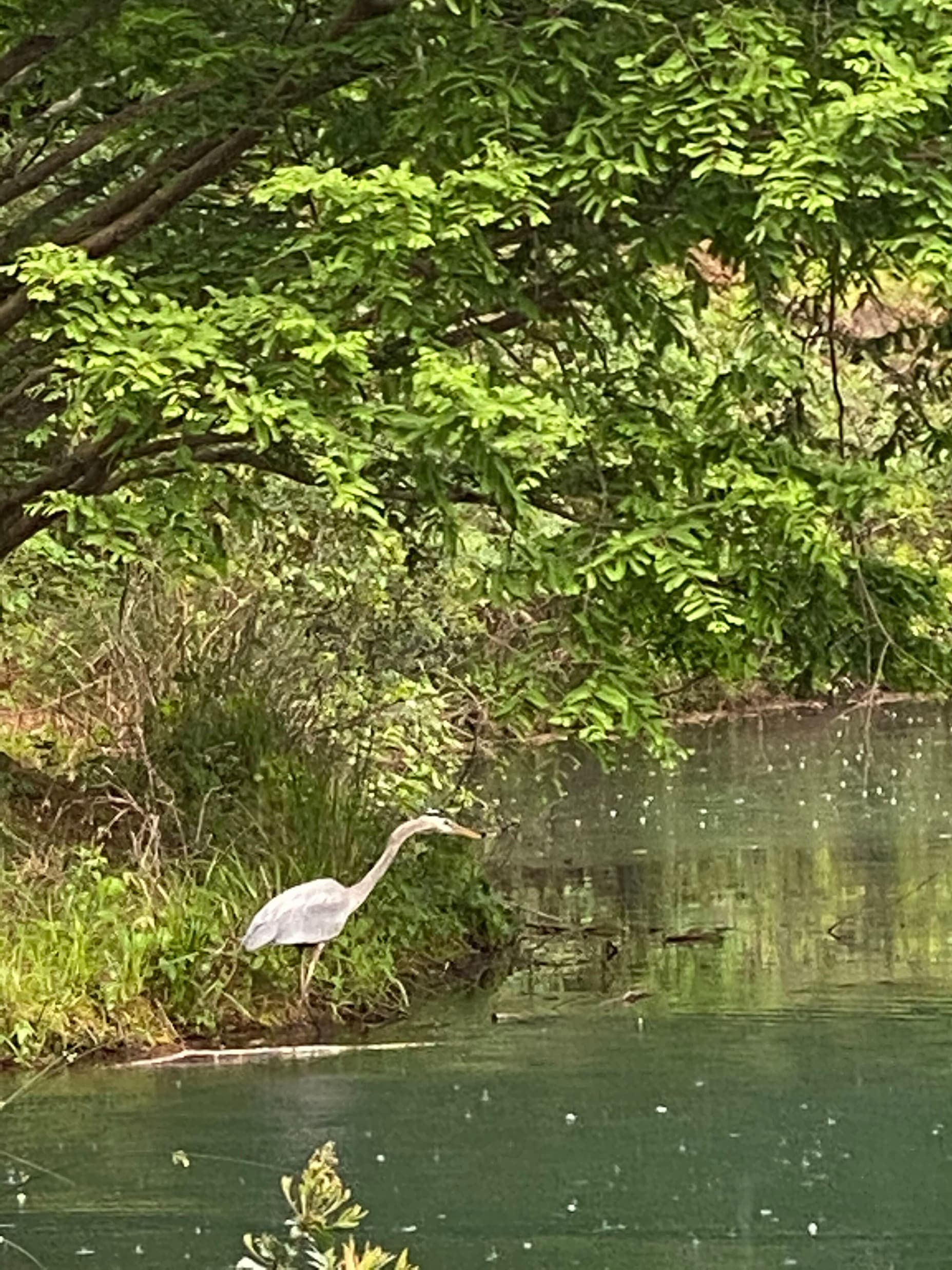A heron stands at the edge of a calm pond beneath overhanging green branches, its long neck extended as it watches the water in a quiet, natural setting.