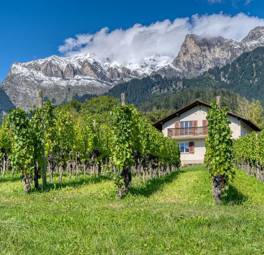 Rows of grapevines stretch across a sunlit vineyard toward a charming countryside home, set against a dramatic backdrop of snow-capped mountains and evergreen forests. Bright green vines and rolling alpine scenery create a striking landscape that captures the beauty of mountain winemaking regions and the connection between vineyards and their natural surroundings.