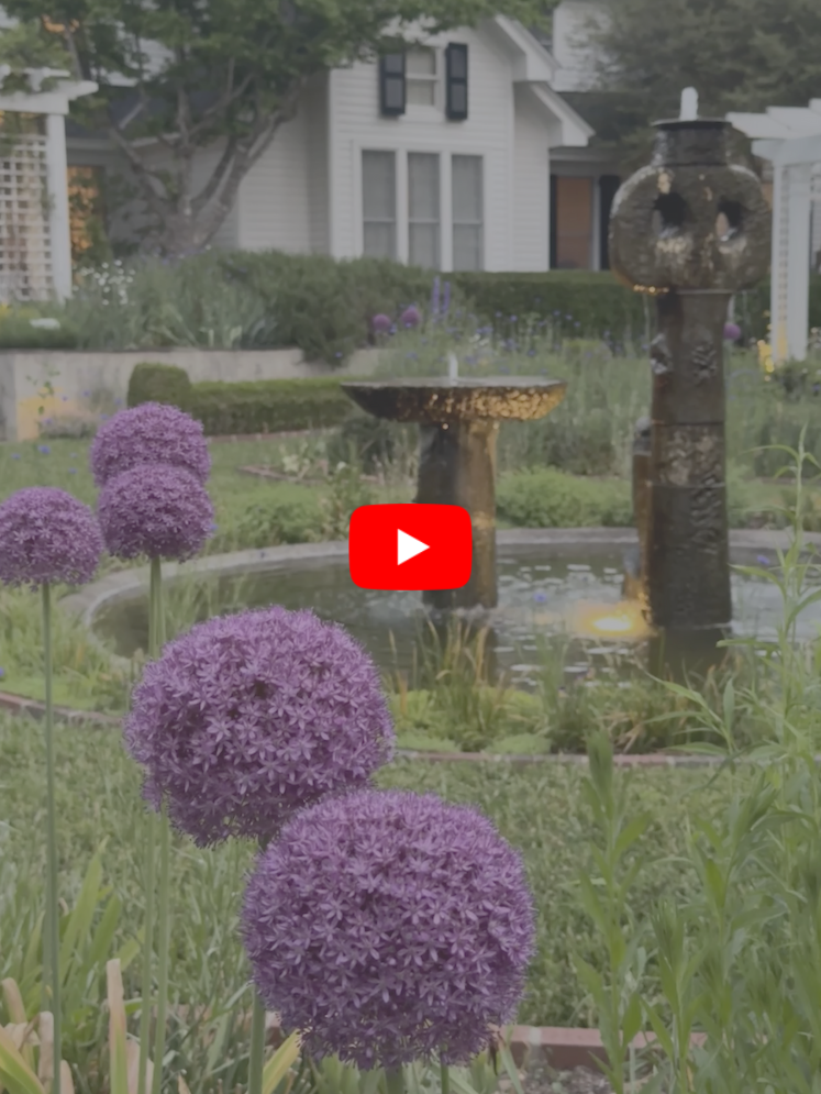 short video taken in jenny's garden of aliums swaying in the breeze