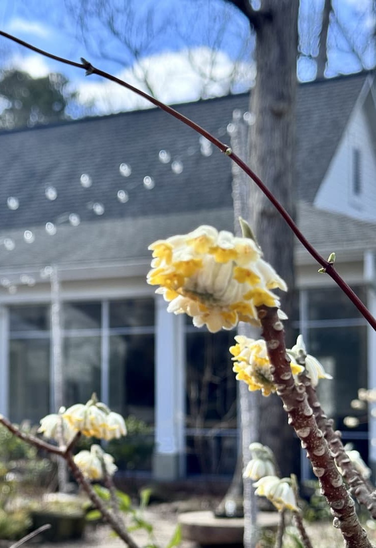 Close-up of pale yellow winter flowers on a bare branch with water droplets, with a house and garden softly blurred in the background.
