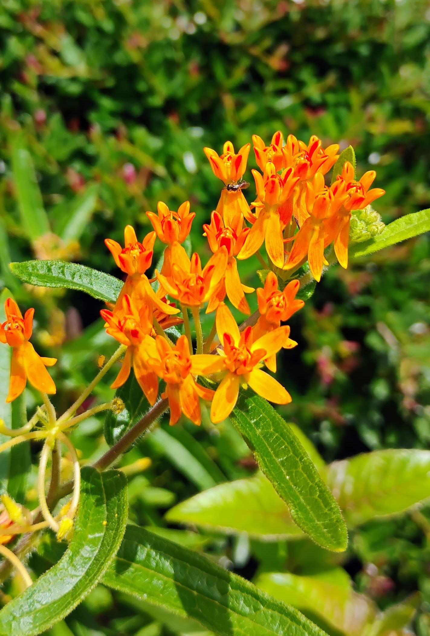 Bright orange butterfly weed flowers blooming in a sunny garden, attracting pollinators. Fearrington Village.