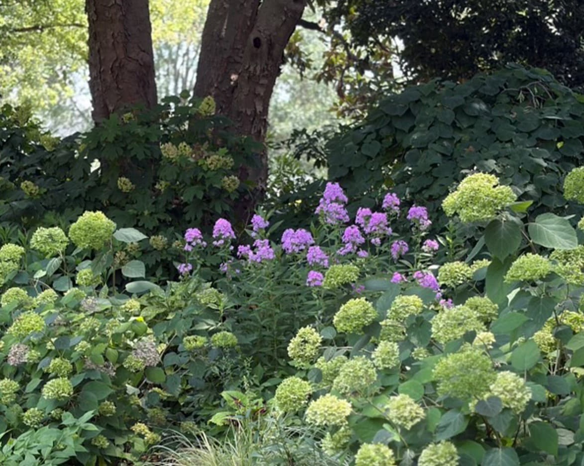 Lush summer garden with green hydrangeas and purple phlox blooming beneath mature trees. Fearrington Village.