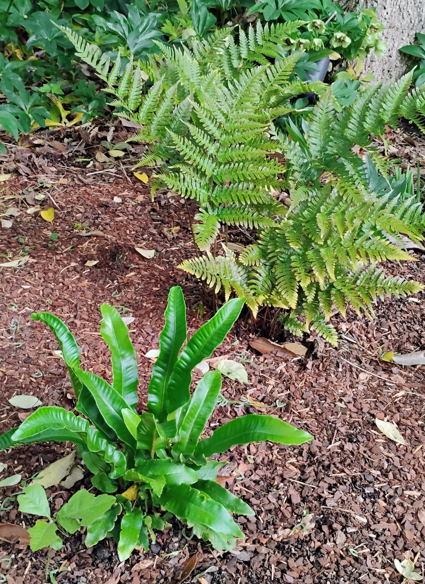 Shaded garden bed with lush green ferns and a strap-leaved hart’s tongue fern in the foreground, set in mulched soil beneath larger leafy plants.