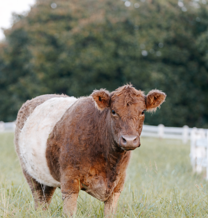 Brown and white belted cow standing in a grassy pasture with a white fence and trees in the background.