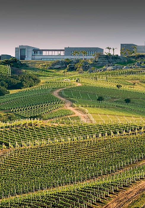 Rolling vineyard rows stretching across a hillside, with a modern winery building set above the vines, photographed in soft light with a winding path through the landscape.