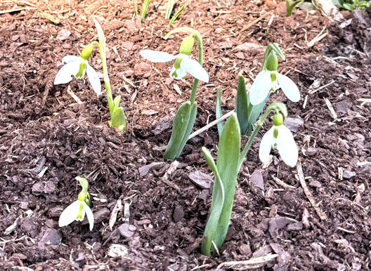 White snowdrop flowers with green markings pushing up through brown mulch and fresh green leaves in an early spring garden bed.