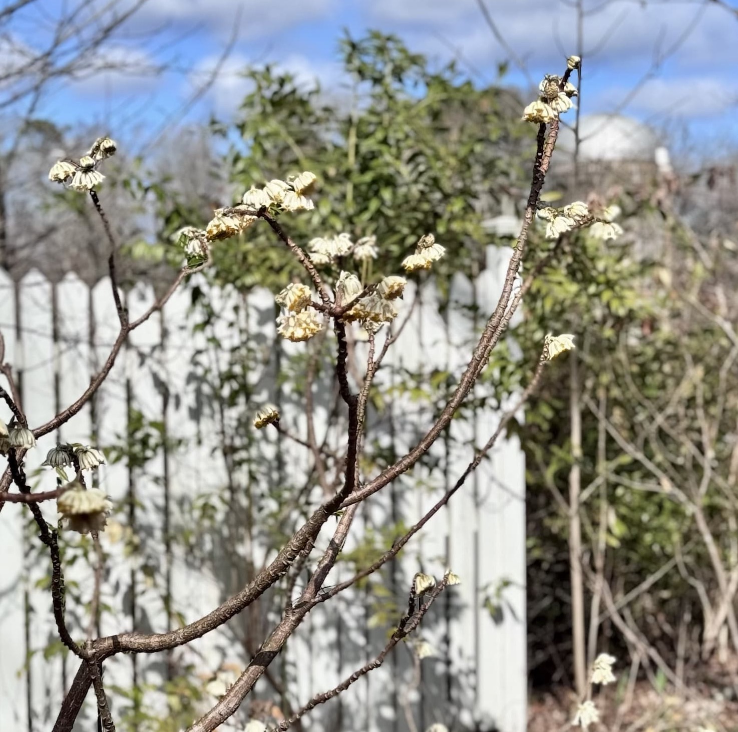 Bare branches dotted with small pale yellow winter flowers in front of a white garden fence and greenery under a blue sky.