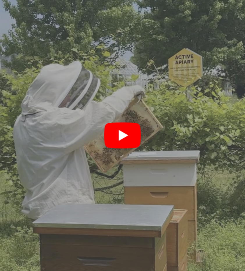 short video of a beekeeper in fearrington checking hives