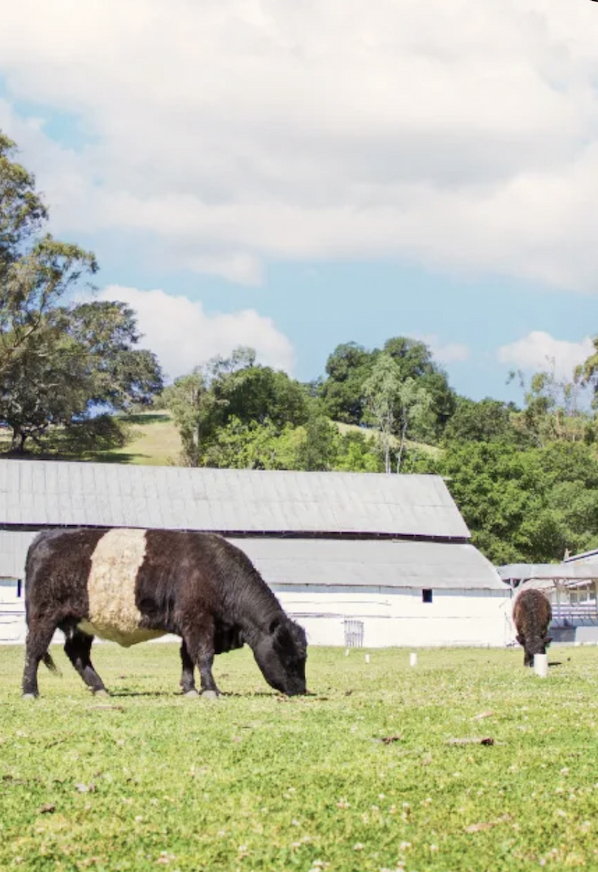 Belted Galloway cow grazing in a sunny pasture in front of white farm barns and green hills, with another cow in the distance.