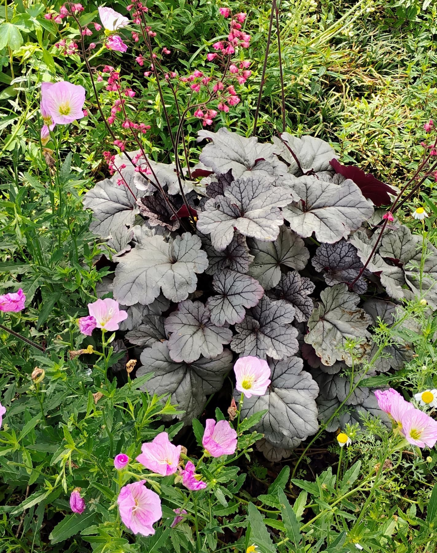 Garden bed featuring a mound of dark, silver-toned coral bells (heuchera) with delicate pink flower spikes, surrounded by soft pink evening primrose blooms and mixed green foliage.