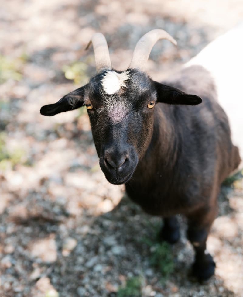 A black and white goat with curved horns and a white patch on its forehead stands on a sunlit, gravelly ground, looking up toward the camera. Fearrington Village